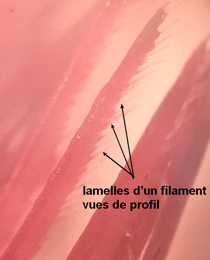2023-02-01_au_plus_pres_des_branchies (2)