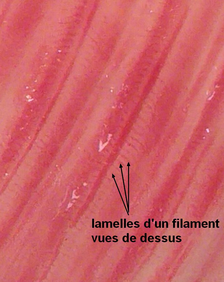 2023-02-01_au_plus_pres_des_branchies (3)