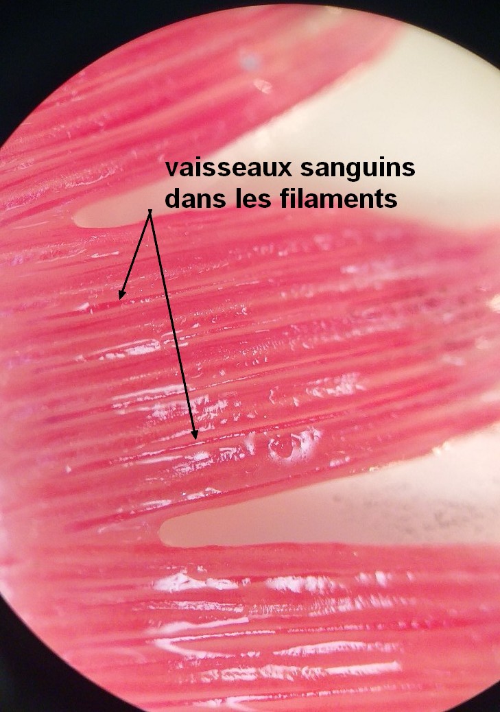 2023-02-01_au_plus_pres_des_branchies (4)